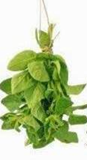 Italian Oregano Sprigs – 40 kg